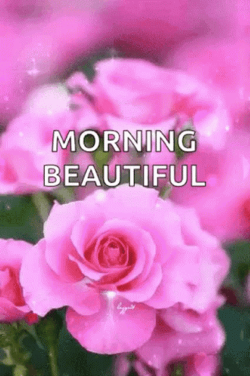 Good Morning Beautiful Pink Flowers GIF