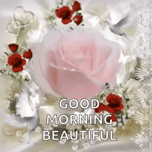 Good Morning Beautiful Pink Red Roses GIF