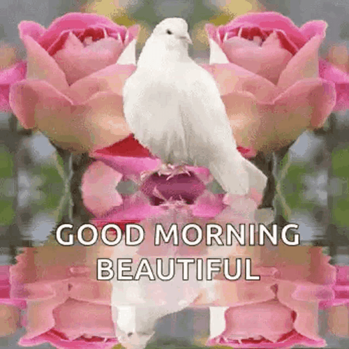 Good Morning Beautiful Pink Roses Dove GIF