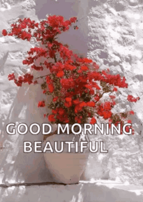 Good Morning Beautiful Red Flowers GIF