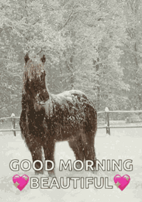 Good Morning Beautiful Snow Horse GIF