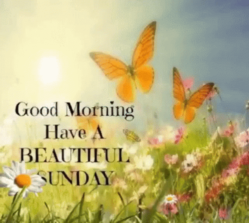 Good Morning Beautiful Sunday Butterflies Flying Over Flowers