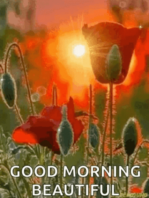 Good Morning Beautiful Sunrise Red Flower GIF