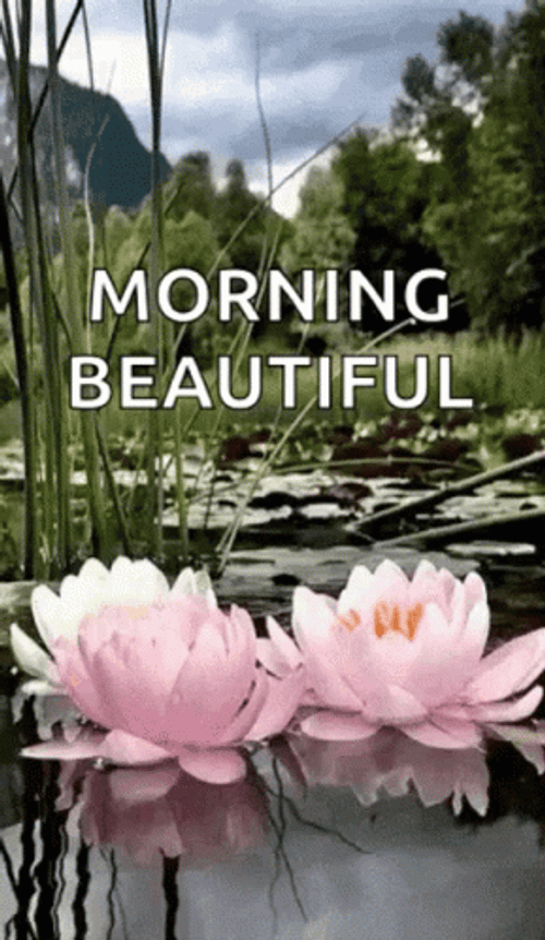 Good Morning Beautiful Water Lilies GIF