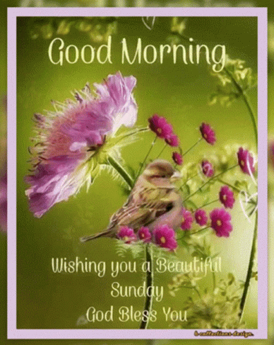 Good Morning Bird On Flower GIF