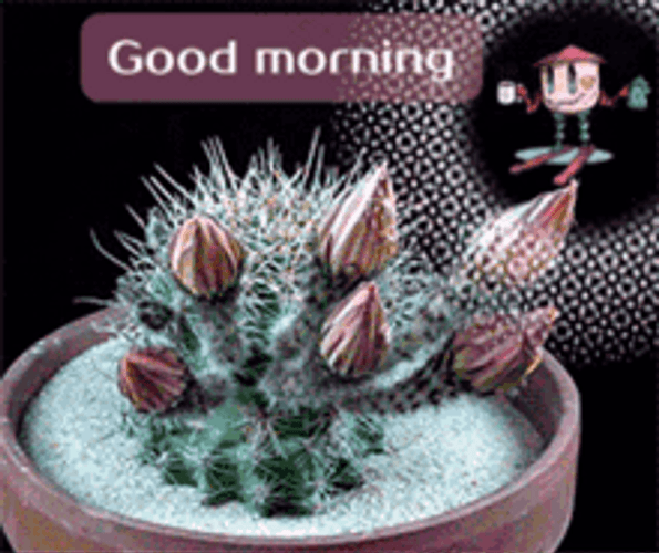 Good Morning Blooming Flower GIF