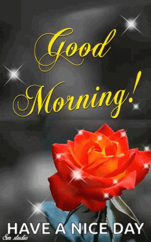 Good Morning Card With Red Rose