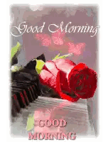 Good Morning Card With Red Rose