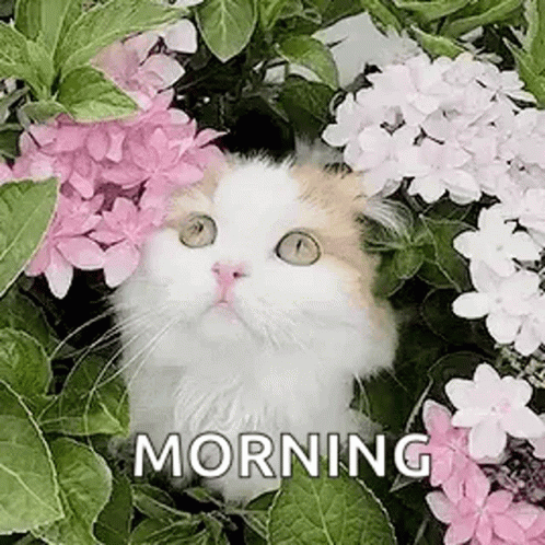 Good Morning Cat Behind Flowers GIF