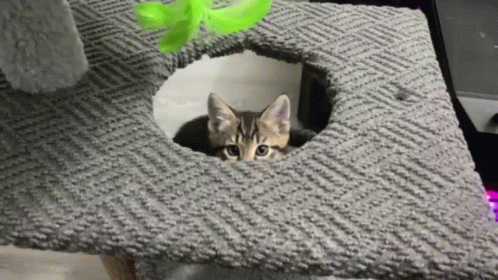 Good Morning Cat Coming Out GIF