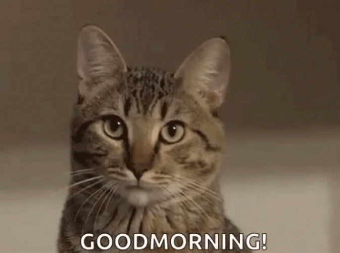 good morning cat gif
