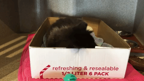 Good Morning Cat In Box GIF