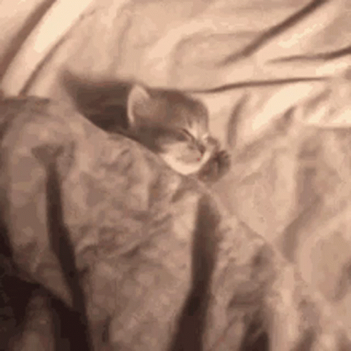 Good Morning Cat Newborn GIF
