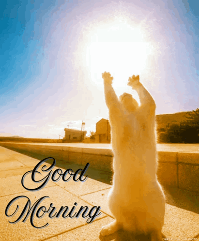 Good Morning Cat Reaching Up To Sun GIF