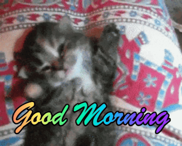 Good Morning Cat Reaction GIF