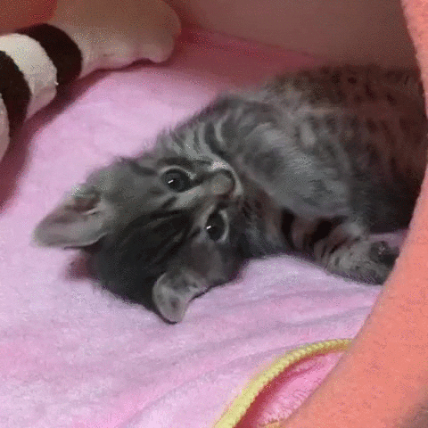Good Morning Cat Stretching GIF