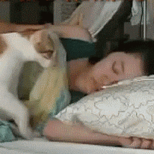 Good Morning Cat Waking Owner GIF