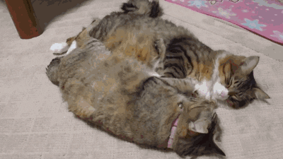 Good Morning Cats Looking GIF