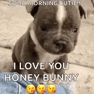 Good Morning Cute Puppy Pitbull GIF