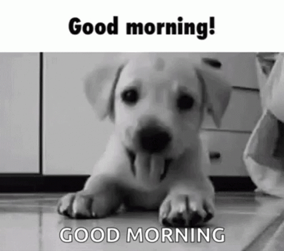 Good Morning Cute Puppy Wanted To Play GIF