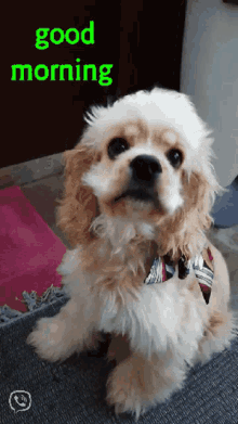 Good Morning Dog Fluffy GIF