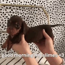 Good Morning Dog My Slimes GIF