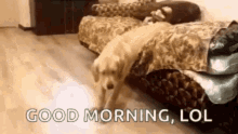 Good Morning Dog Stretching Down From Bed GIF