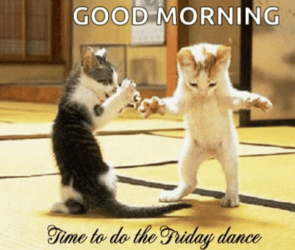 Good Morning Friday Dance Time Kittens GIF