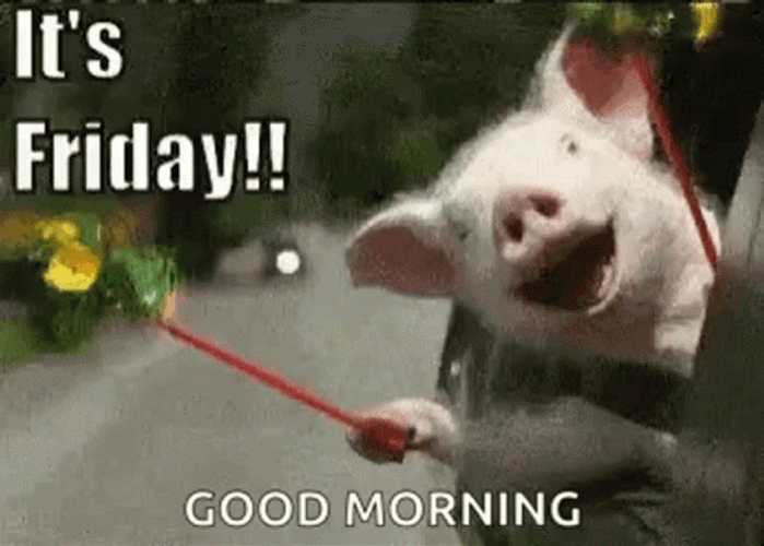 Good Morning Friday Happy Pig GIF