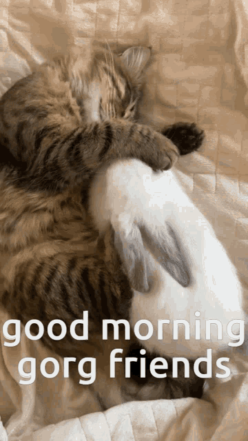 Good Morning Friends Sleepy Cat Cute Rabbit Cuddle GIF