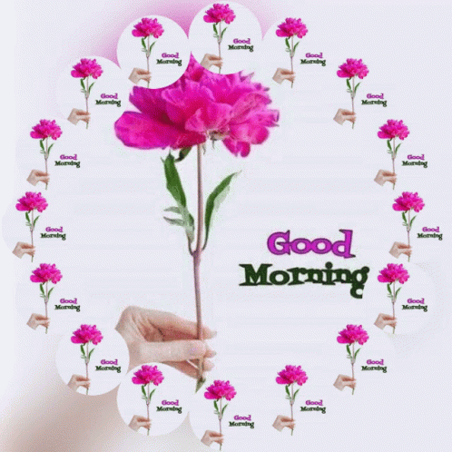Good Morning GIF