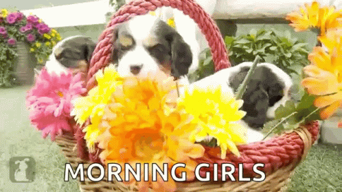 Good Morning Girls Puppies Flower Basket GIF
