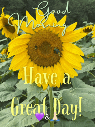 Good Morning Good Morning Beautiful Meme GIF