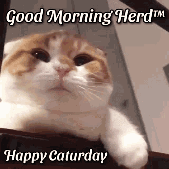Good Morning Good Morning Herd Gif GIF