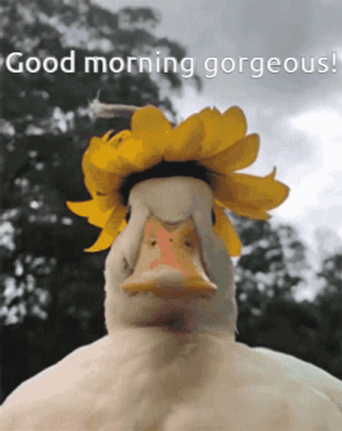 Good Morning Gorgeous Funny Duck GIF