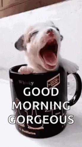 Good Morning Gorgeous Puppy Cup GIF