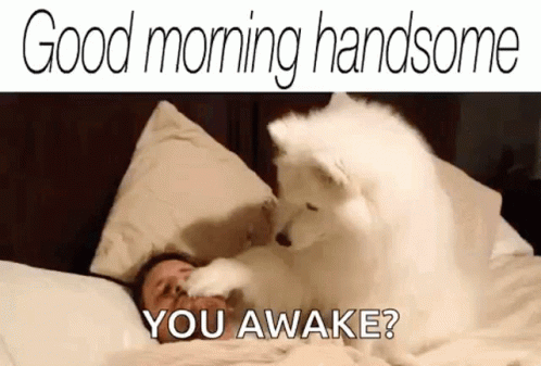 Good Morning Handsome With White Dog GIF