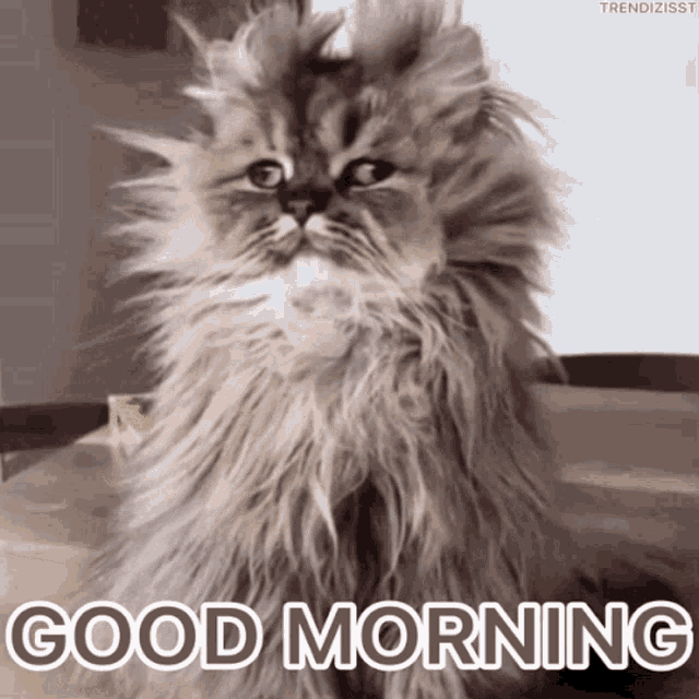 Good Morning Hangover Cat GIF