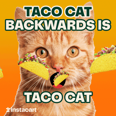 Good Morning Happy Taco Tuesday Backwards Cat GIF