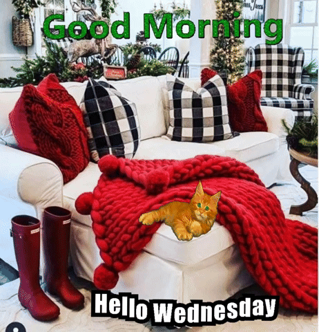 Good Morning Hello Wednesday Cute Cat GIF