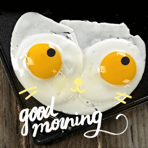 Good Morning Honey Cat Faced Eggs GIF