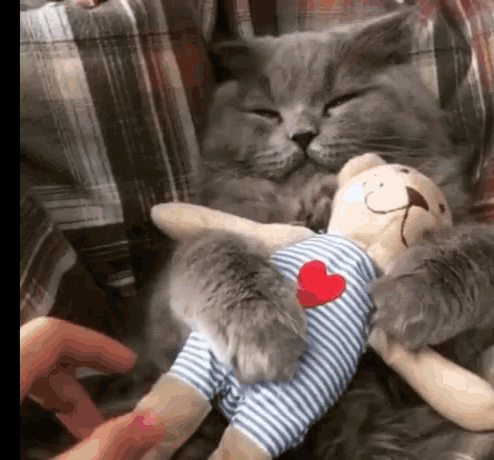 Good Morning Hug Cat Stuffed Toy GIF