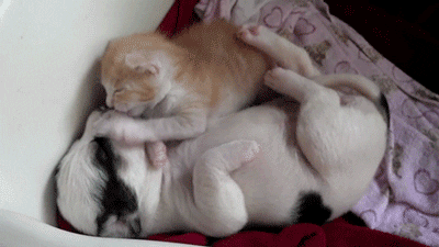 Good Morning Hug Kitten Puppy GIF