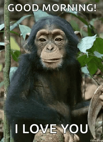 Good Morning I Love You Baby Chimpanzee GIF