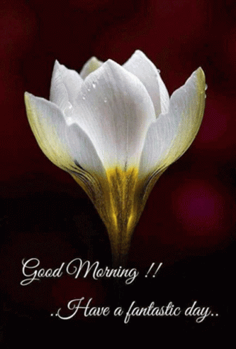 Good Morning Fantastic Day Inspirational Shining Flower GIF