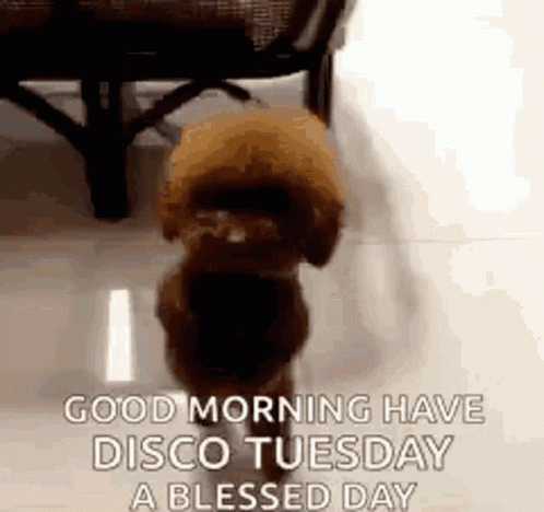 Good Morning It's Tuesday Dancing Poodle GIF
