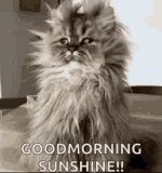 Good Morning Just Waking Up GIF