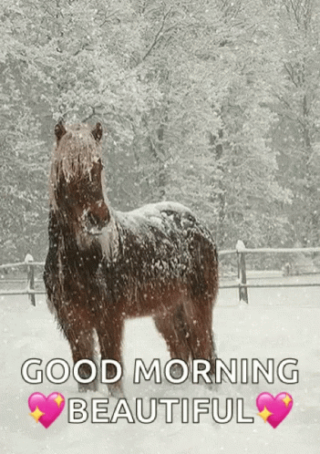 Good Morning Magnificent Horse On Winter GIF