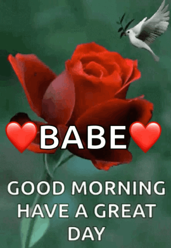 Good Morning Message With Rose and Dove