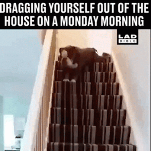Good Morning Monday Funny Bulldog GIF